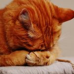 Funny Cat Videa
